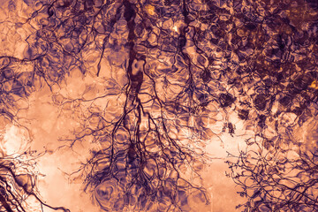 Tree silhouettes reflecting in water under purple-tinted sky.