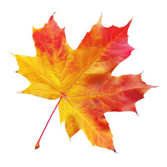 Obraz premium Vibrant autumn maple leaf, shades of orange and red
