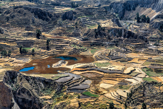 Aerial view of layered terraces cascade down the Colca Canyon's slopes, a mosaic of earth tones punctuated by bright turquoise pools, Chivay, Arequipa, Peru.