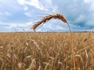ripe spike of wheat in a field. Yellow ears of wheat ripen in summer in field