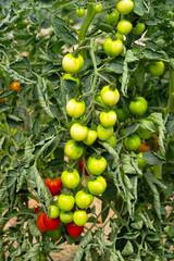 Almost ripe tomatoes at organic farm at Swiss city of Zürich on a summer day. Photo taken July 20th, 2025, Zurich, Switzerland.