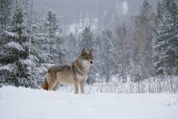 Obraz premium Lone wolf in snowy forest