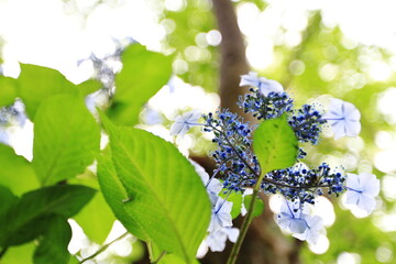 雨に濡れた紫陽花を見上げる