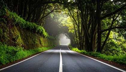 Winding Road Through a Tunnel of Trees