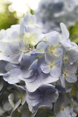 雨に濡れる薄紫のアジサイ