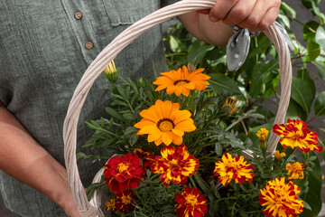 A person holds a shopping basket full of vibrant blooming  orange flowers through a garden center,...