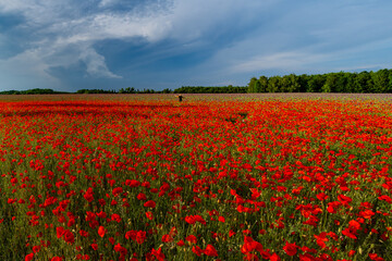 field of red poppies or Common poppy, corn poppy, corn rose, field poppy, flanders poppy, in latin Papaver Rhoaes