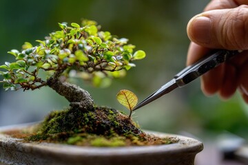 Hand trims bonsai leaf