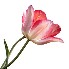 Obraz premium Realist Pink Tulips Heart Isolated On A Transparent Background