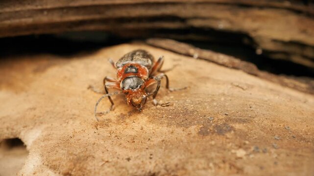 Cantharis fusca, the dark soldier beetle. Close up