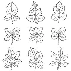 Mint leaf line art perfect for organic branding