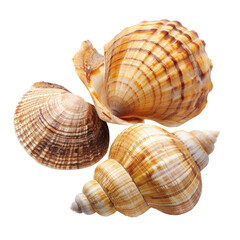 Obraz premium Three seashells, various shapes and colors, arranged close together. Natural, organic forms, detailed textures, and highlights