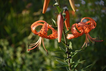 Close up view of an orange tiger lily showing the details in the stamen and the petals