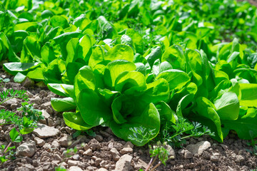 Lactuca sativa L., Lettuce in an organic garden