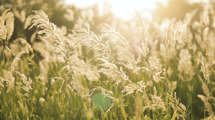 Fototapeta premium Golden Hour Grass Field, Backlit