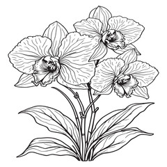 Orchid line art delicate beauty nature elegance simplicity