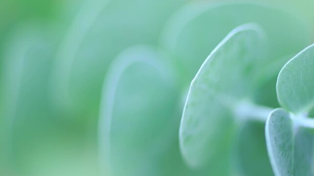 Close-up shot of Silver Dollar tree outdoors. Evergreen silver gum leaves and branches. Growing and caring in the garden. Background concept.