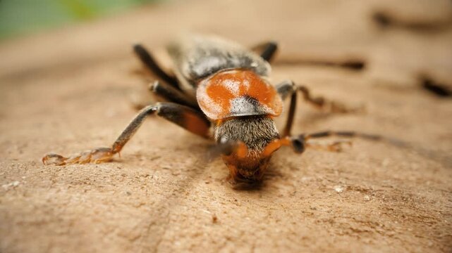 Cantharis fusca, the dark soldier beetle. Close up