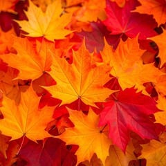 Fototapeta premium Vibrant Autumn Maple Leaf Close-Up