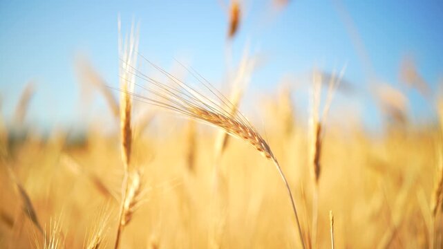 Ears of wheat swaying in the wind in a wheat field