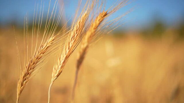 Ears of wheat swaying in the wind in a wheat field