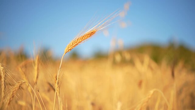 Ears of wheat swaying in the wind in a wheat field