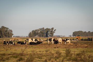 Cows grazing in a feed lot in santa fe, argentina.