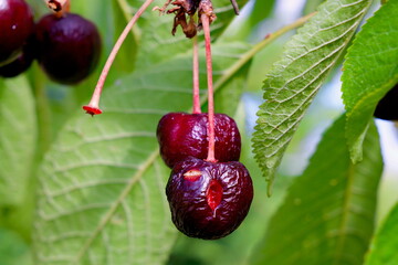 Overripe cherries Prunus avium Kirsche, two split cherries on tree branch showing decay and natural...