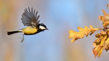 Naklejka premium Beautiful small tit bird flying near oak tree branch with golden autumn leaves in sunny park, showcasing vibrant seasonal nature and graceful motion of wildlife in a peaceful outdoor forest scene