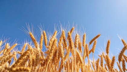 Fototapeta premium Golden wheat field against a vibrant blue sky