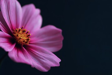 Obraz premium Pink Cosmos Flower Close-Up