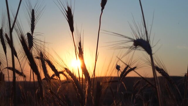 Ears of wheat swaying in the wind in a wheat field at sunset