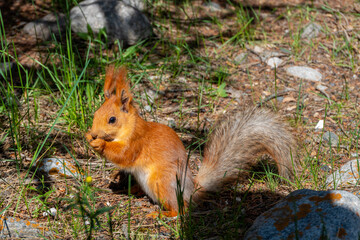 Ala-Archa Park, Red squirrel eating in sunlit alpine forest, by stones, grass, pine needles....