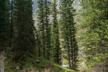 Ala-Archa Park, Dense coniferous forest in mountainous, fir trees, rocky ground, green undergrowth,...