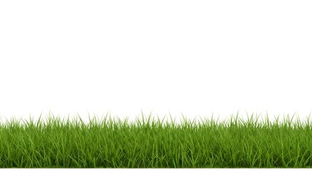 Vibrant green grass growing in a lush field isolated on white background