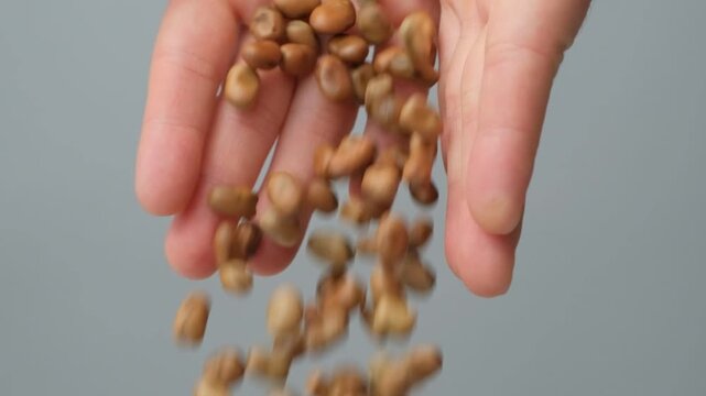 Hands pour raw uncooked vicia faba beans slow motion