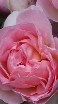 Vertical macro video of pink English rose Sharifa Asma swaying in soft breeze