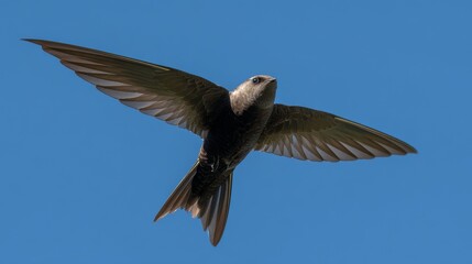 Flying common swift bird with outstretched wings soaring in the blue sky. Detailed view of Apus apus in mid-air motion, representing freedom, speed, migration, and nature wildlife behavior concept