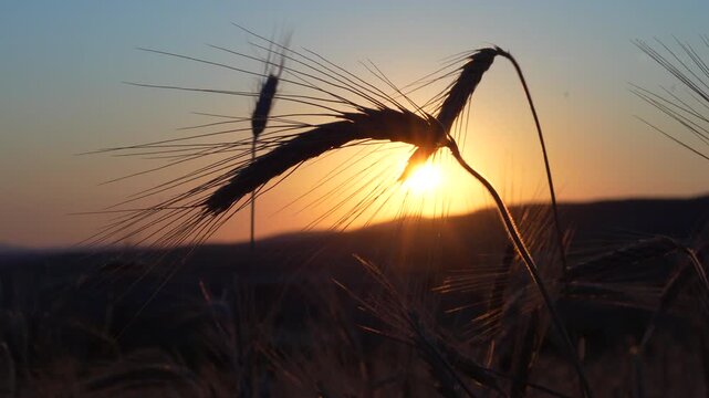 Ears of wheat swaying in the wind in a wheat field at sunset