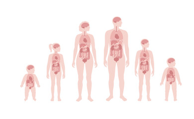 Internal organs in the human body