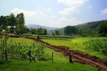 Rural House with a Red Roof in a Lush Green Field