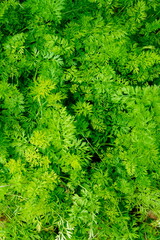 Lush Green Carrot Tops in a Garden Bed