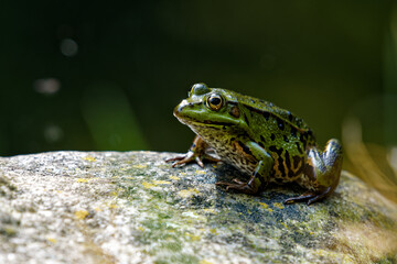 Pool Frog