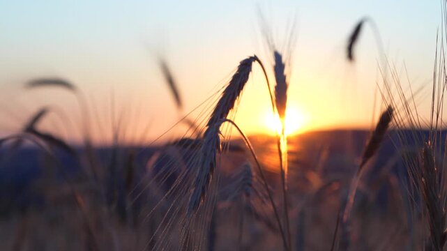 Ears of wheat swaying in the wind in a wheat field at sunset