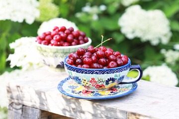 Fresh cherry in a beautiful ceramic cup and saucer on a wooden bench in the garden. Selective focus.