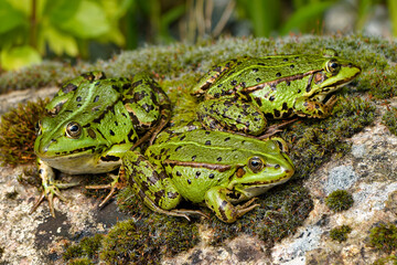 Pool Frog