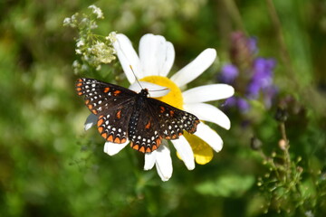 A butterfly in the garden, Sainte-Apolline, Qu&eacute;bec, Canada