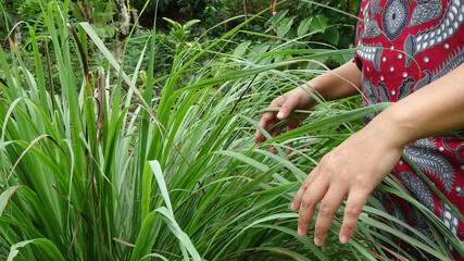 A farmer's hand checking lemongrass leaves that are ready to be harvested