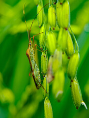 Leptocorisa Oratorius Resting on Rice Plant in Green Field