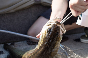 A fisherman removes a hook from a fish's mouth using a fishing extractor, forceps
